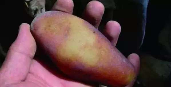 漲知識(shí)，玉也能騙人！照玉手電筒照出真相